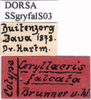 CollectionObject 1530662; e236858b-ab7f-4abc-858e-b37c13935dc4: labels (syntype of Prosopogryllacris falcata). (CollectionObject).