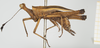 CollectionObject 1517897; ad9f2a00-e5dc-48ae-a87b-1ca3b54a9626, NHMUK10924424: female, lateral view (holotype). (CollectionObject).