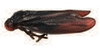 Habitus, lateral view: !! display not done !! on Tomaspis rufifrons Melichar, 1915 now Tomaspis furcata (Germar, 1821): (Observation).