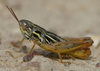 Euloryma vittipennis (Stål, 1875): 2011. male (Kogelberg Biosphere Reserve). (Otu).