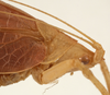 CollectionObject 1534732; 973c57ae-6c41-4dc8-bfef-211ab98c0b59: female pronotum, lateral view (paratype). (CollectionObject).