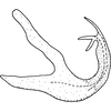 Aedeagus, lateral view on Edwardsiana rosaesugans (Cerutti, 1939): Aedeagus, lateral view. (Observation).