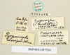 CollectionObject 1518481; 9e27142d-e5c8-47ac-a1c5-d36268127e0a: labels (paralectotype). (CollectionObject).