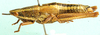 Cawendia glabrata Karsch, 1888: female, lateral view. (Otu).