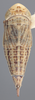 Habitus, dorsal view on Athysanella (Athysanella) kanabana Ball & Beamer, 1940: Dorsal - Female. (Observation).