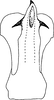 Aedeagus, ventral view: Aedeagus, ventral view. (Observation).