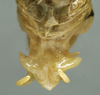 CollectionObject 1505883; 0a28199a-13ca-4420-bba7-cc786309cd7e: male abdomen tip, dorsal view (syntype). (CollectionObject).;CollectionObject 1505884; e4ad7a68-92ad-43b9-a49c-2f62722b0196: male abdomen tip, dorsal view (syntype). (CollectionObject).