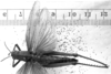 CollectionObject 1506516; 3a5b3f19-0d81-4a8f-acbb-6bdf480ce09c: Image Carbonell, C.S. female, dorsal view (paralectotype). (CollectionObject).