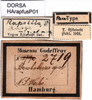CollectionObject 1580243; c4729aa0-fd9b-4ac6-a82f-ea8daa2716e4: labels (paratype). (CollectionObject).