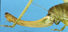 CollectionObject 1507129; 6f48a83f-e141-4055-9877-00fa2d7f5d69: female ovipositor. (CollectionObject).