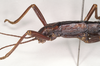 CollectionObject 1557072; NHMUK(SF IMPORT DUPLICATE) 845249, d89acbe1-ff80-426a-ad9f-56a614126646: copyright Natural History Museum, London. female: head and thorax,lateral view of Anisomorpha paromalus (paralectotype). (CollectionObject).