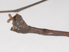 Singaporoidea albilateralis (Hennemann, 1998): copyright F. Hennemann. male: end of abdomen, lateral view (paratype). (Otu).