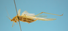 CollectionObject 1542788; 16935cc7-08a9-4a80-9450-494cf83c66d0: male, body lateral view (syntype). (CollectionObject).
