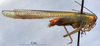 CollectionObject 1516197; 7ca22707-b6fe-4610-9a71-f44c3f001514: male, lateral view (syntype). (CollectionObject).