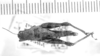 CollectionObject 1523989; 3d891448-28e4-4c19-beee-8c311cfc5332: female, dorsal view (holotype of Paradichroplus steinbachi). (CollectionObject).