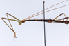 Canuleius vigintiquatuorspinosus Redtenbacher, 1906: copyright ZMUH, Hamburg. male: head & thorax, lateral view (syntype). (Otu).