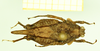 CollectionObject 1597042; 596840cf-4002-4dba-8b8f-a0ae12abaac4: female, dorsal view. (CollectionObject).