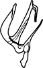 Aedeagus, lateral view on Anufrievia expansa Cao & Zhang, 2018: (Observation).