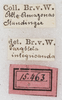 CollectionObject 1552393; 956274c3-7f53-4184-9aa8-90a08059da56: labels. (CollectionObject).