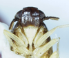 Head: !! display not done !! on Eumetopina flavipes Muir, 1913: (Observation).