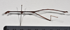 CollectionObject 1558559; d175cf57-13bf-4202-bdc4-79a45254a6cc: copyright NTUC. male, lateral view (syntype). (CollectionObject).;CollectionObject 1558560; 79f3f8cc-d56f-40aa-b01f-edb53ef13999: copyright NTUC. male, lateral view (syntype). (CollectionObject).
