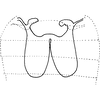 Abdomen, sternal apodemes, ventral view on Bolanusoides pahlawan Dworakowska, 1993: Abdomen, sternal apodemes, ventral view. (Observation).