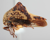 Habitus, lateral view: (Observation).