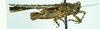 CollectionObject 1584434; 56bf3eb4-23f9-43d9-b7ce-4ed225ea39aa: female, lateral view. (CollectionObject).