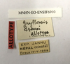 CollectionObject 1588021; 37850eac-dabc-4019-9c7e-2fd07cdf34f8, MNHN-EO-ENSIF6910: labels (allotype). (CollectionObject).