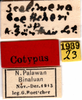CollectionObject 1537561; f9eda1ff-a1d1-47f4-91a5-66ad27b3e3d0: labels (syntype). (CollectionObject).