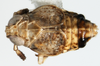 Habitus, dorsal view: !! display not done !! on Pissonotus quadripustulatus (Van Duzee, 1909): (Observation).