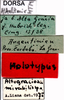 CollectionObject 1507040; e2539804-4afd-4fb8-b36f-a9541aaf6800: labels (holotype). (CollectionObject).