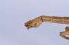 Asprenas dubius Carl, 1915: copyright NHMB, Basel. male: end of abdomen, lateral view (syntype). (Otu).