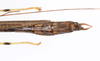 CollectionObject 1590106; be58cf26-d909-414b-87ae-70962e65b819: copyright Oskar Conle. male: end of abdomen, dorsal view (paratype). (CollectionObject).;CollectionObject 1590107; f4a8f720-5892-4ac5-af73-0928f7a08f83: copyright Oskar Conle. male: end of abdomen, dorsal view (paratype). (CollectionObject).