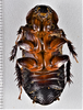 CollectionObject 1618748; 4fc3225e-0ec1-4590-985d-7a2981cf4c64: (CollectionObject).