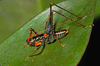 CollectionObject 1536715; 1e7ff0e8-65c0-4dae-8382-26688b36b1a8, CH4002: male. (CollectionObject).