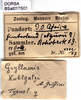 CollectionObject 1580112; d4606775-b3cc-4c90-ac40-8dd26cc89087: labels (syntype). (CollectionObject).
