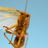 CollectionObject 1542821; 7aea9579-f7f7-4ea5-a863-bcc8f329871e: male, face frontal view (holotype). (CollectionObject).