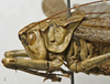 CollectionObject 1535137; 3f717f7a-fe46-4829-83d3-ae3d77d9d543: male pronotum, lateral view (holotype). (CollectionObject).