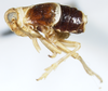 Habitus, lateral view: !! display not done !! on Criomorphus inconspicuus (Uhler, 1877): (Observation).