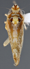 Habitus, dorsal view: !! display not done !! on Scaphytopius n. sp. PE33: Scaphytopius Ball, 1931: (Observation).