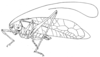 Arantia (Arantia) brevipes Chopard, 1954: Fig. 3. male habitus (tegmen length 38 mm, hind femur 22.5 mm). (Otu).