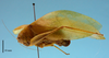 CollectionObject 1542897; 4ec4b504-053c-4a8b-9748-542347715bc7: female, body lateral view (allotype). (CollectionObject).