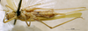 CollectionObject 1503396; MBBJ 3226071, 18860972-15ed-4b2b-84cb-f04533d02464: female, ventral view. (CollectionObject).