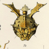 Head: !! display not done !! on Smerdalea horrescens Fowler, 1896: (Observation).