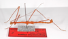 CollectionObject 1560181; 8e24f521-1d13-482a-beaf-004d9a01b2e0: copyright ZMB, Berlin. male, lateral view (holotype). (CollectionObject).