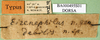 CollectionObject 1502815; 03ba7b08-2834-49d4-a92c-88ed338aac59: labels (paralectotype of Ognevia debilis). (CollectionObject).