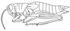 Halmenus eschatus Hebard, 1920: Fig. 4 (after type). female, lateral outline (body length 27-32.8 mm). (Otu).