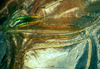 CollectionObject 1505293; 872ccf49-e64d-4c31-8acb-65d5d591fe34: male stridulatory file (holotype). (CollectionObject).