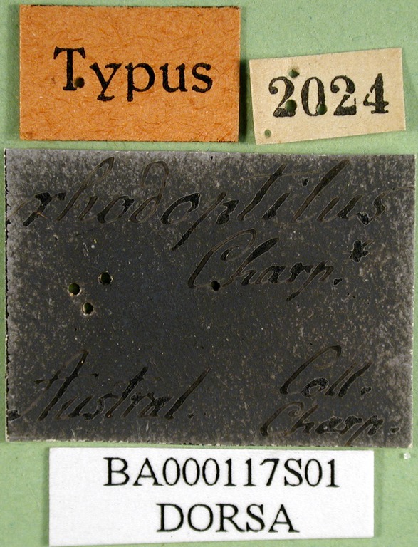 Orthoptera Species File - Charpentierella rhodoptilus (Charpentier, 1845)